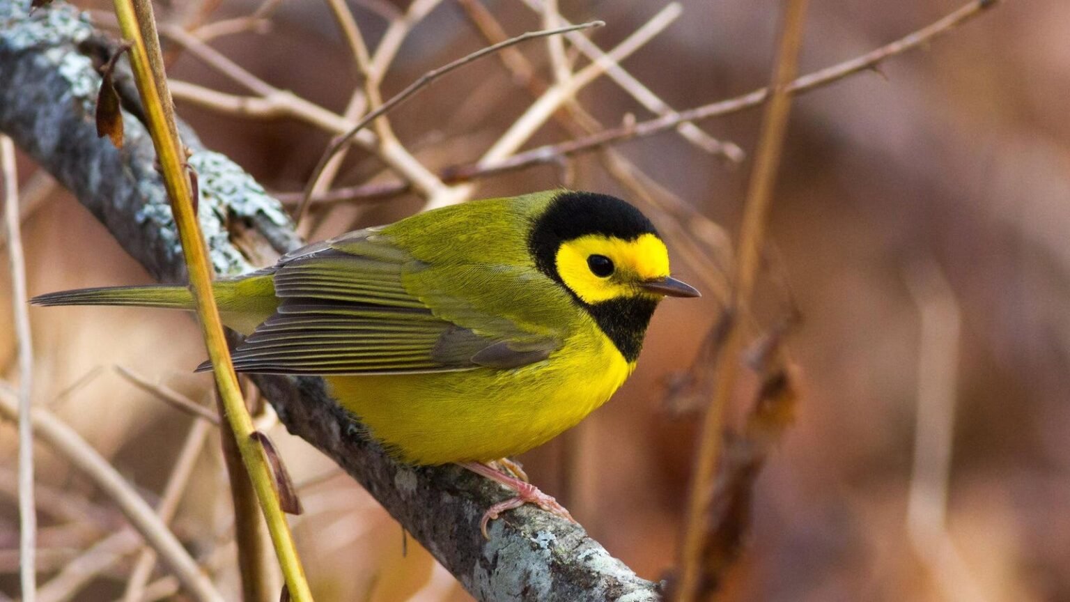 Migratory Songbirds' Balancing Act Between Foraging And Longevity