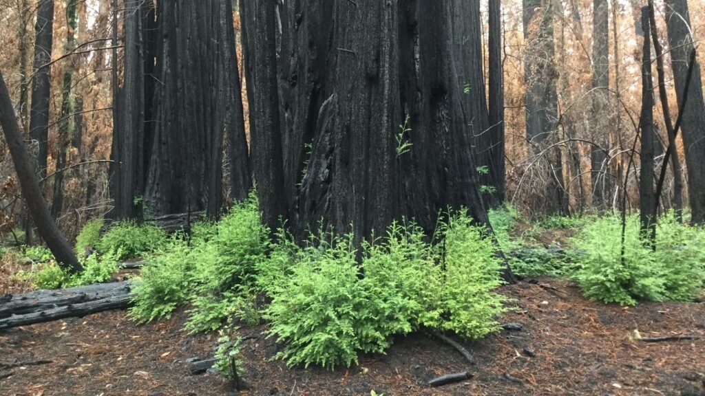 Redwood Trees Scorched In The Wildfire Sprout New Leaves From