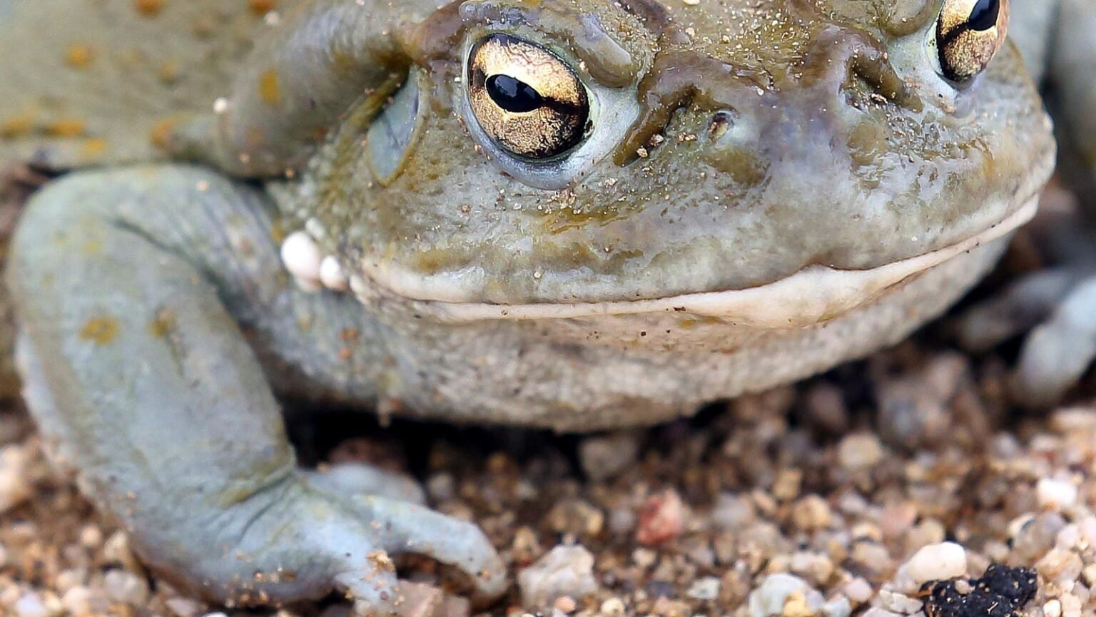 How Predators Defend Themselves Against Psychedelic Toads