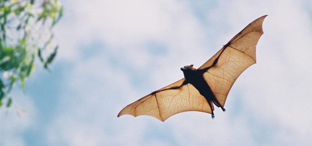 How Bats And Lizards—from Opposite Ends Of The Earth—tell The