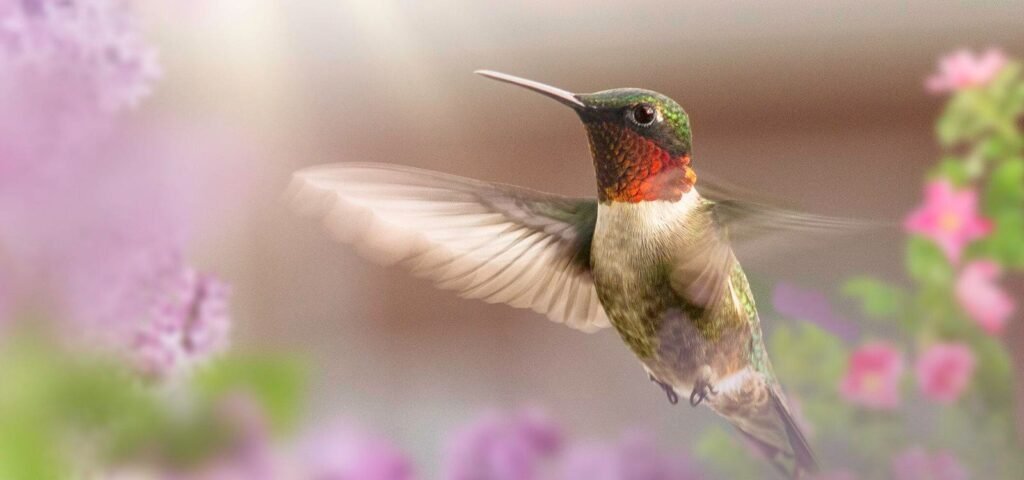 9 Beautiful 'hummers' From A Photocrowd Contest—all 3 Winners