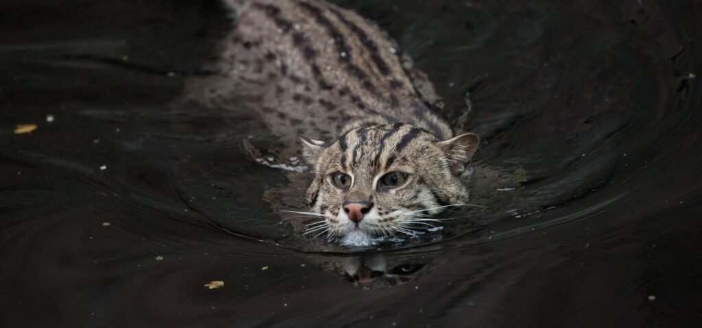 This Aquatic Wildcat Is Like A Duck And Is