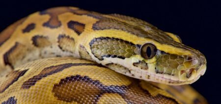 Some 'giant' Snakes Eat People — Here's How And Why