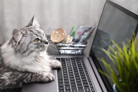 The Game Of Cyber Security Cat And Mouse