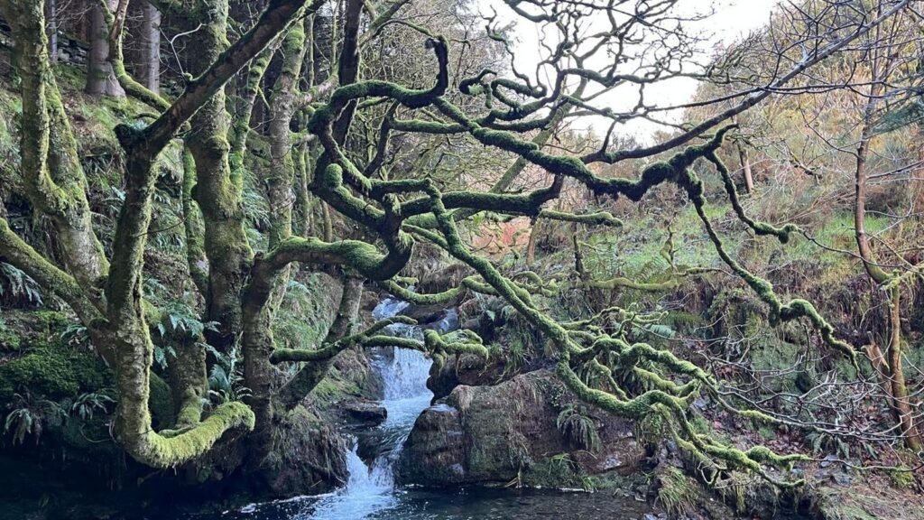 Restoring Rainforests To The Isle Of Man