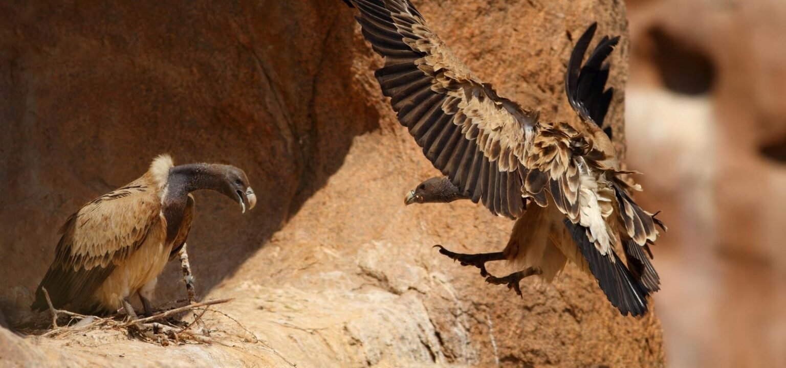 Vultures Extinct And Half A Million People Died—a Biologist Explains