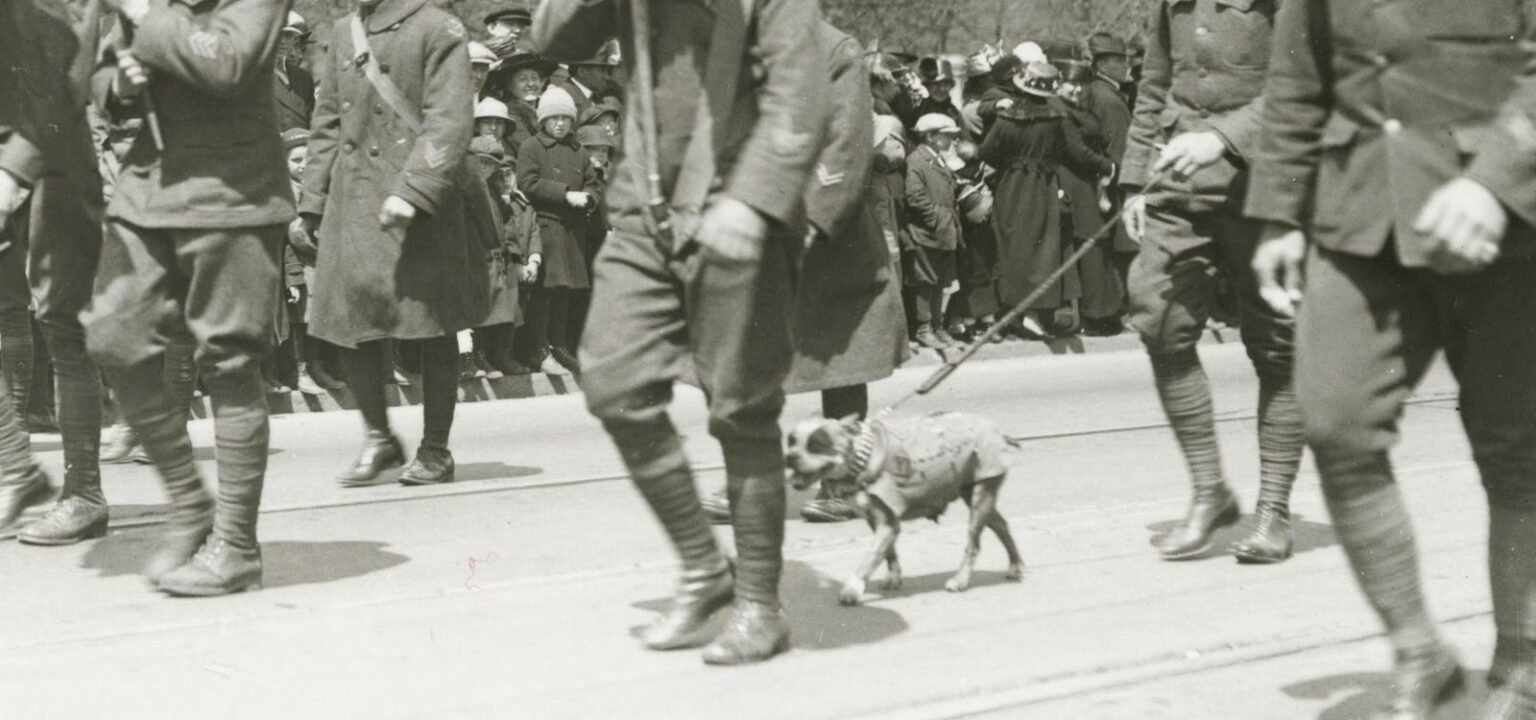 Get To Know "stubby's Sergeant" A Wwi Dog Wandering