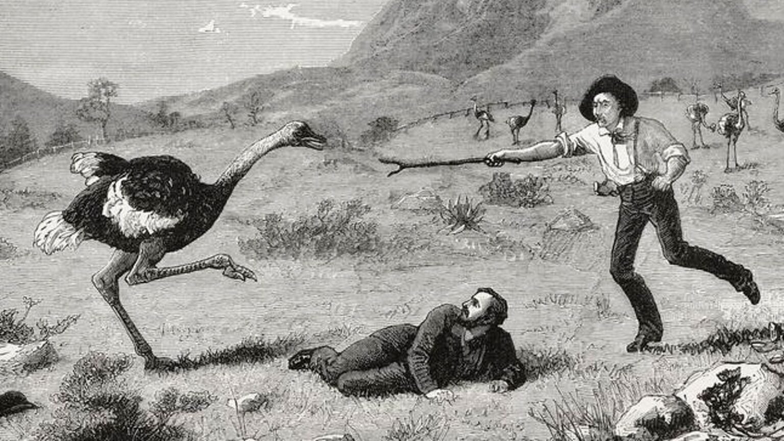 Meet 4 birds of “killer” known to attack people – explained by a biologist Meet 4 Birds Of "killer" Known To Attack People