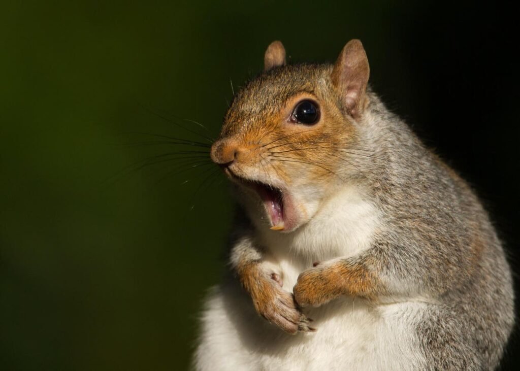 Why are the “zombies of squirrels” in the US and Canada Why Are The "zombies Of Squirrels" In The Us And
