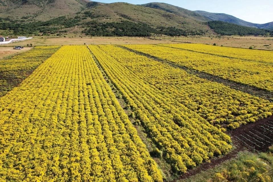 Extraction useful minerals from industrial waste with plants and fungi Extraction Useful Minerals From Industrial Waste With Plants And Fungi