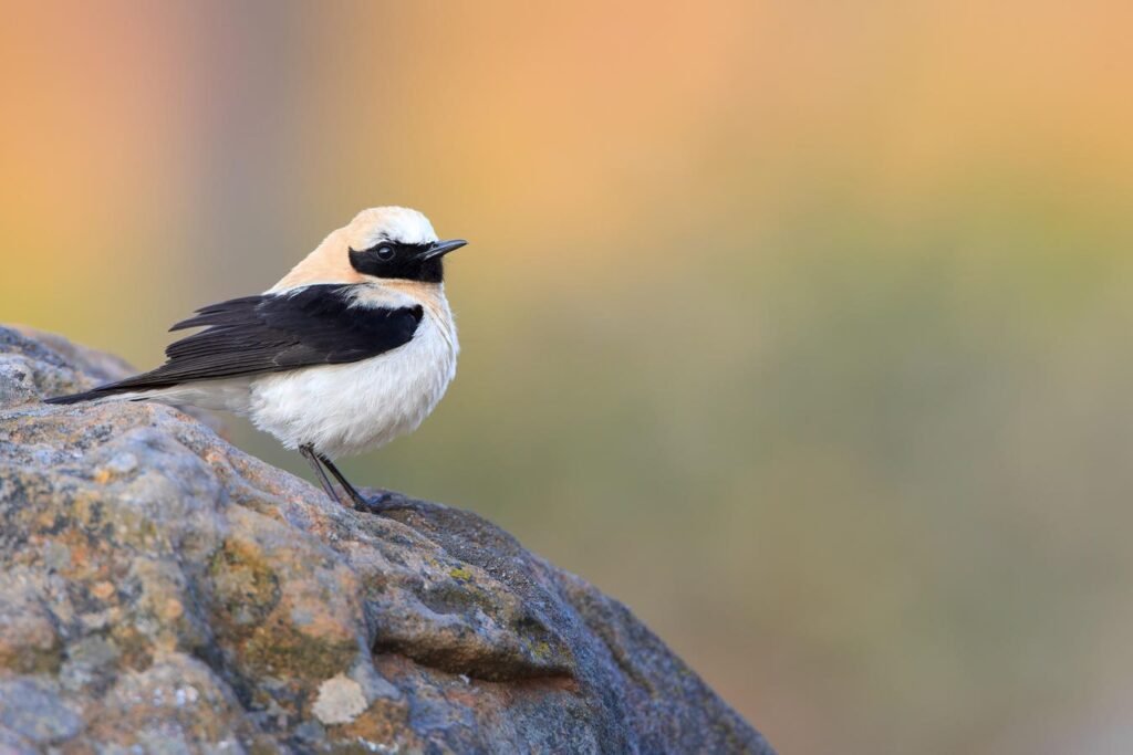 Rearrangement Of Existing Genes Can Rapidly Create New Species