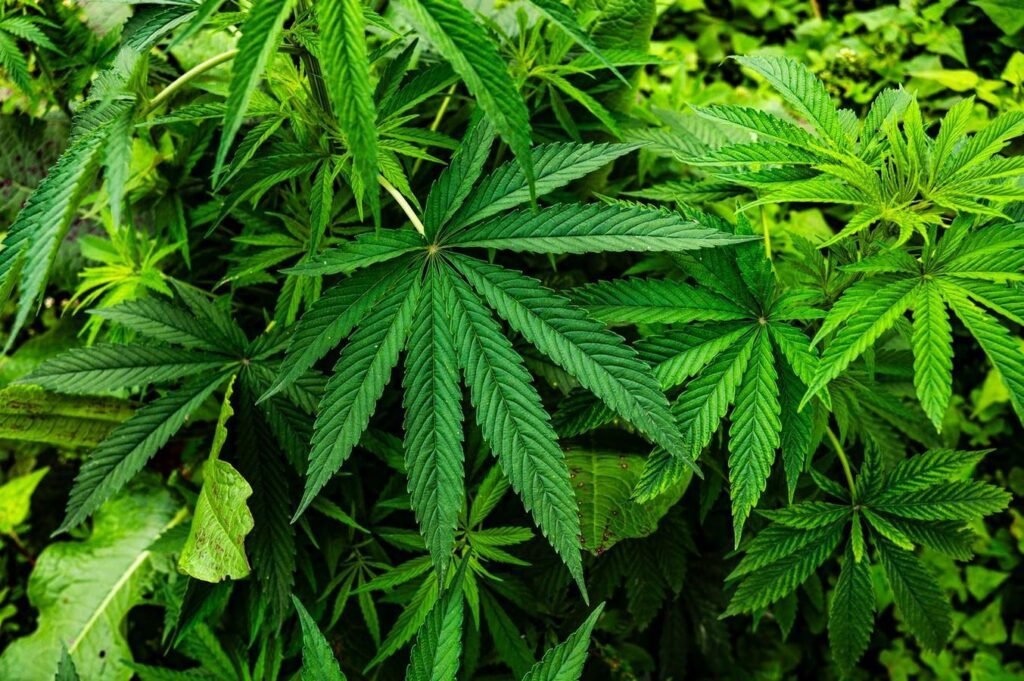 Tackling plastic pollution with a hemp-based alternative Tackling Plastic Pollution With A Hemp Based Alternative