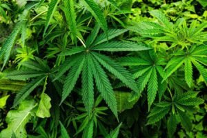 Tackling Plastic Pollution With A Hemp Based Alternative